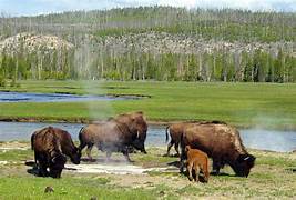 Yellowstone US